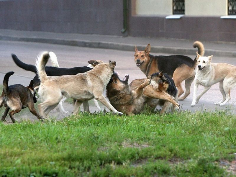 Новый стандарт по отлову бездомных животных разработали в стране