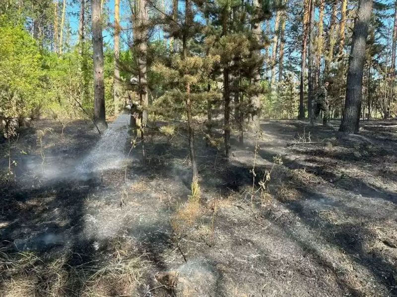 Рубить или не рубить: судьбу сгоревшего в области Абай леса будут решать в Минэкологии