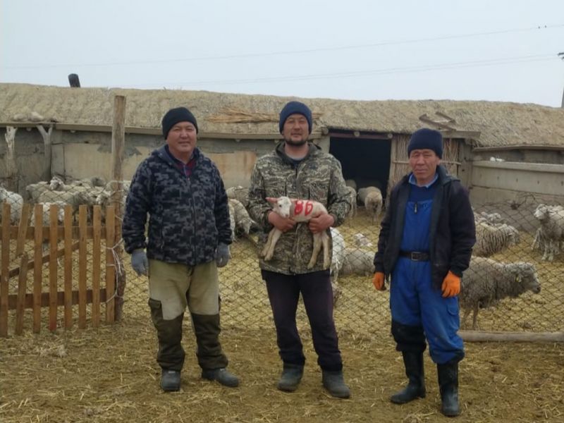 Фермеры Панфиловского района: Окотная кампания - ответственная пора