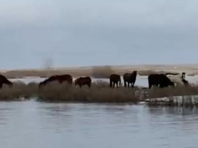 Владельцам сельхозживотных, погибших в результате паводков, выплатят компенсации