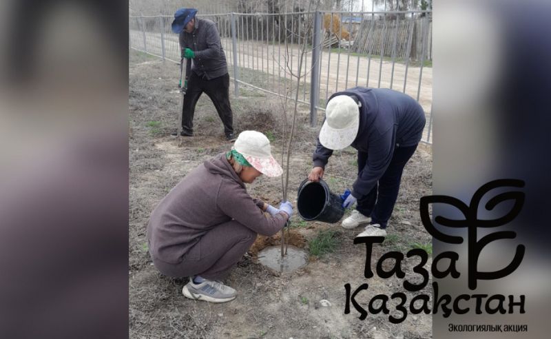 «Таза Қазақстан»: в Каратальском районе высадили более 1500 деревьев