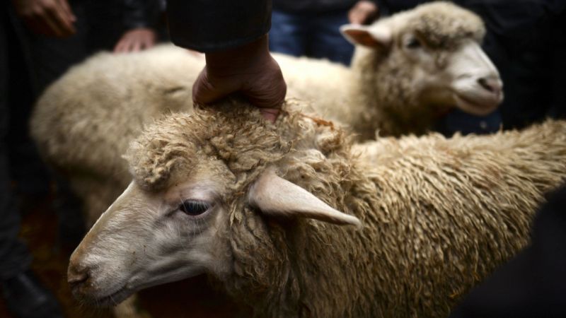 В Жетісу определены места для проведения Курбан айта