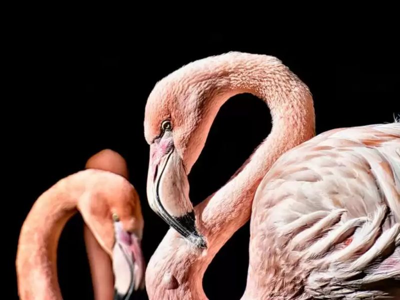 Яйцо фламинго возрастом более 8 тысяч лет нашли ученые Мексики