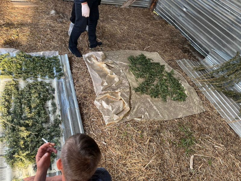 Около 100 кустов культивированной марихуаны вырубили полицейские в Текели
