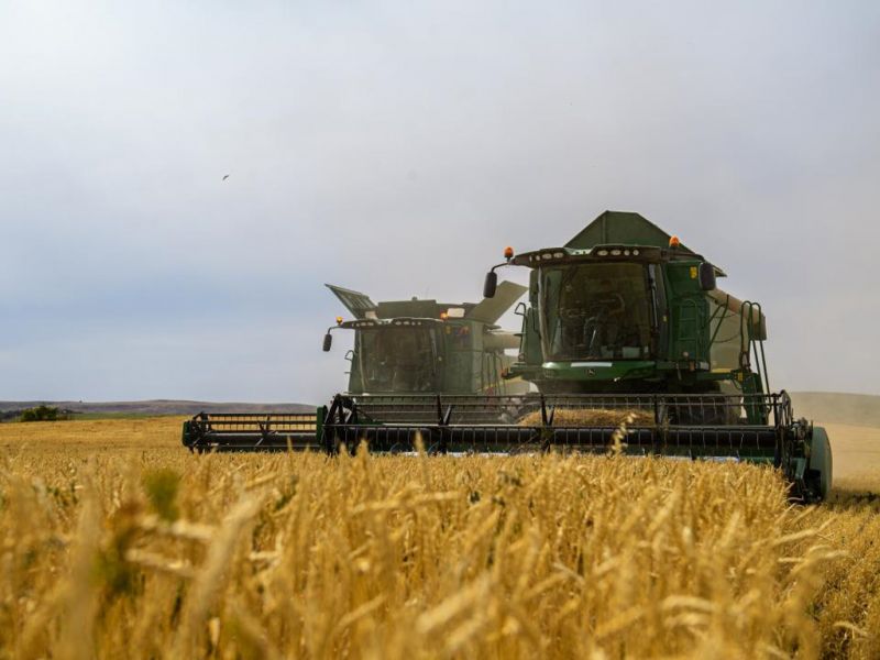 Уборочная страда на талдыкорганских полях