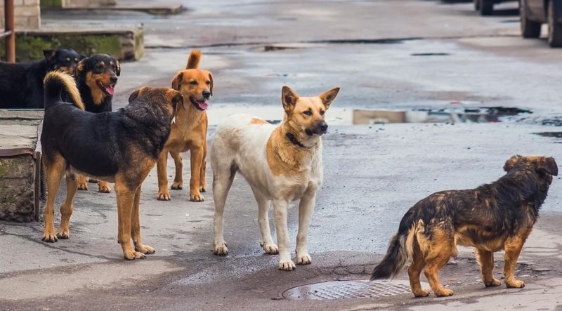 Бродячие собаки в Талдыкоргане вызывают беспокойство у жителей города