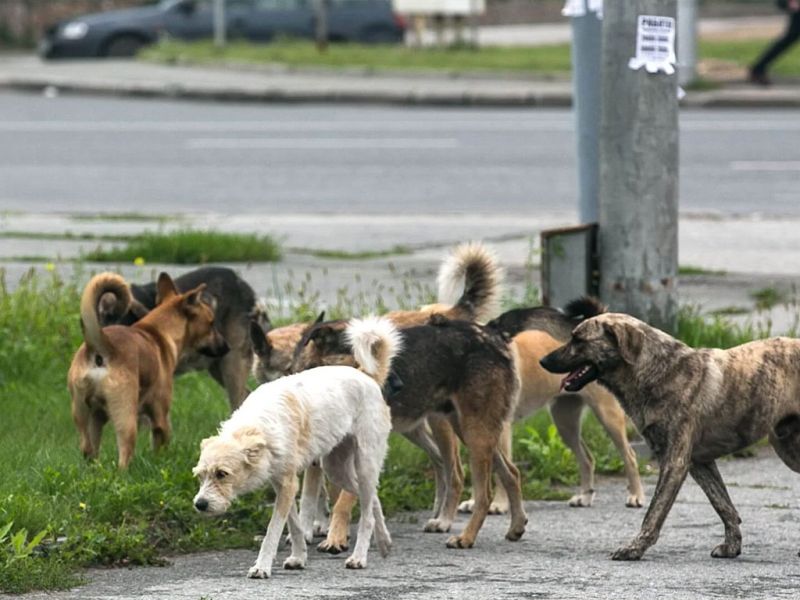 Вопрос по отлову собак в Жетicу будет решен до 31 января