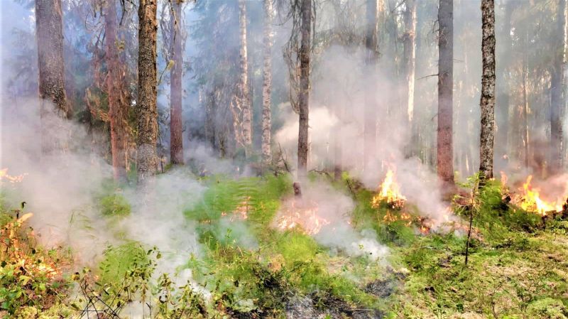 Сохраним лес от огня: правила поведения и меры безопасности