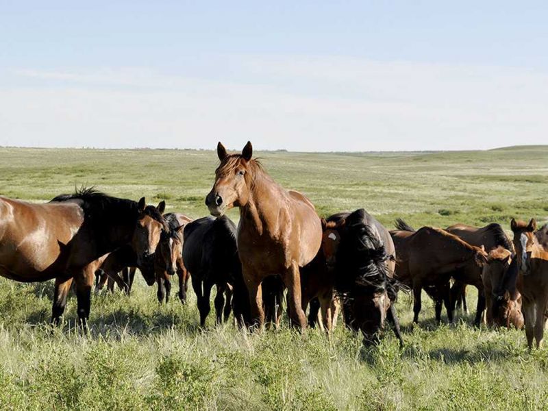В Жетісу задержан подозреваемый, совершивший кражу 28 голов лошадей