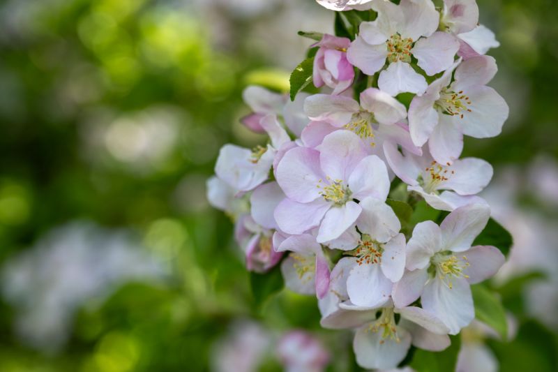 Цветение яблони Сиверс: мировое чудо в сердце Джунгарского Алатау