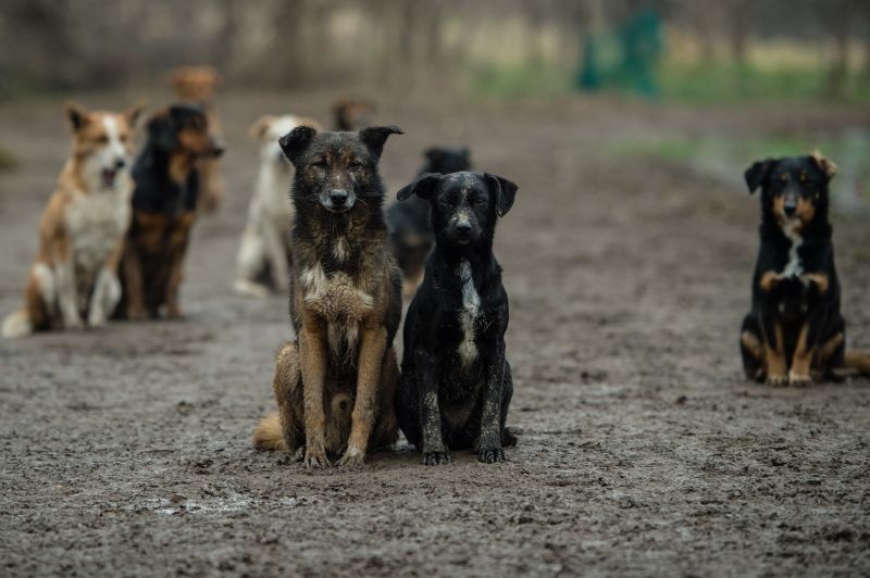 Бродячие собаки в Талдыкоргане: что делать и куда звонить