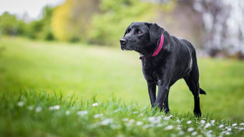 Хозяева дворовых собак в Талдыкоргане игнорируют правила выгула