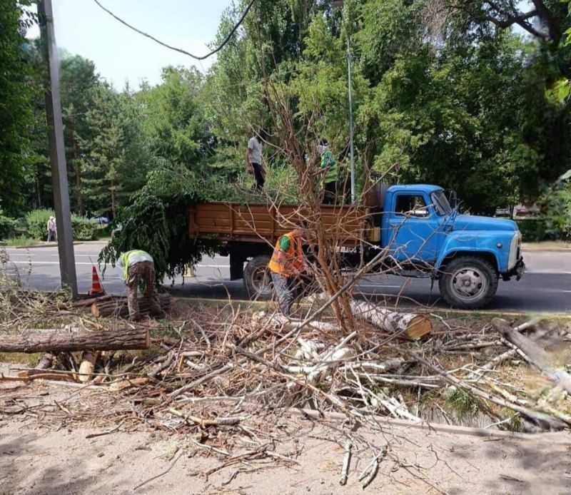 В Талдыкоргане проводится санитарная обрезка деревьев