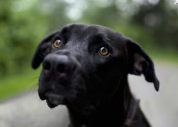 Собаку вызволили из водяного плена в Талдыкоргане