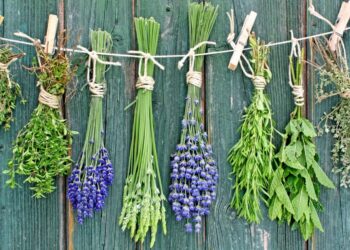 Какие пряные травы вырастить на даче