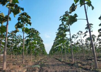 Посадку павловнии инициировали в Панфиловском районе