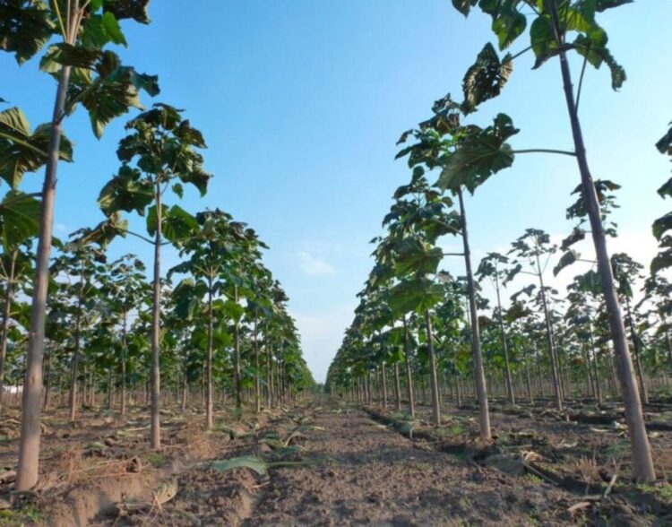 Посадку павловнии инициировали в Панфиловском районе