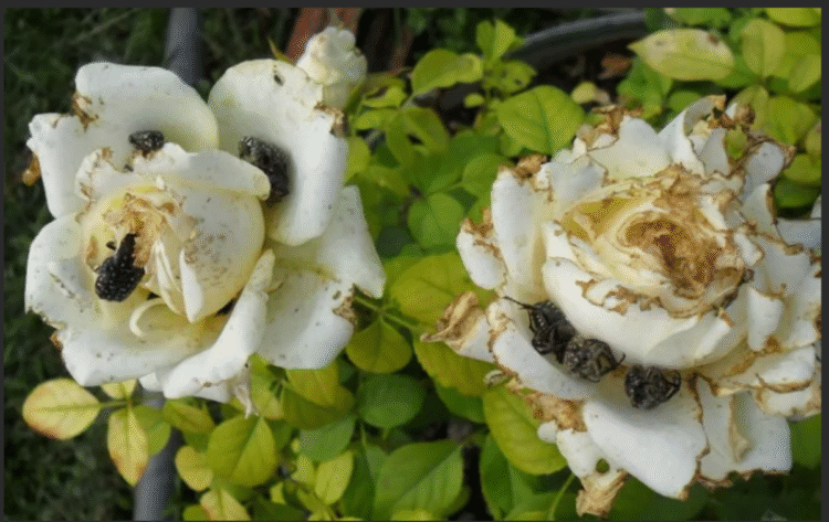 В саду появилась бронзовка. Как с ней бороться