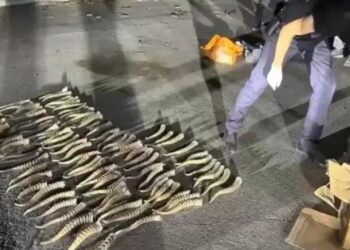 Контрабанду на более полмиллиарда тенге задержали в Текели