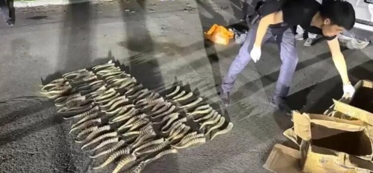 Контрабанду на более полмиллиарда тенге задержали в Текели