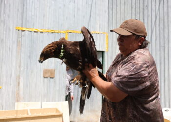 Беркуты возвращаются домой: как в Казахстане возрождают популяцию редких хищников