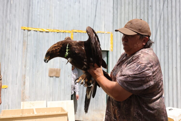 Беркуты возвращаются домой: как в Казахстане возрождают популяцию редких хищников