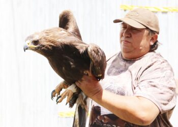 Окрепших беркутов выпустили на волю в Жетiсу
