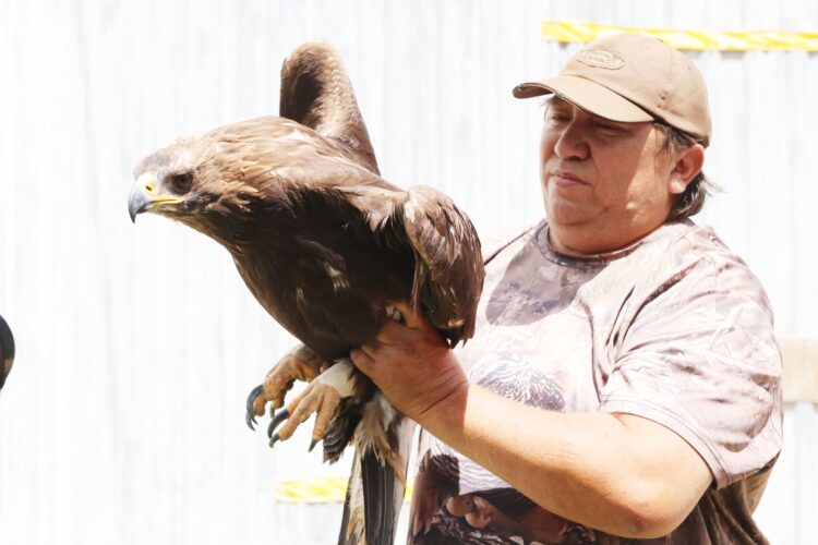 Окрепших беркутов выпустили на волю в Жетiсу