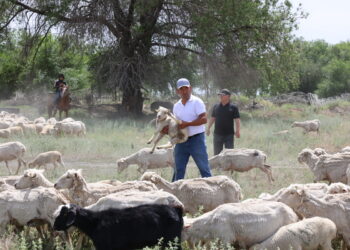 Жетісу провёл первый в стране конкурс «Үздік шопан»