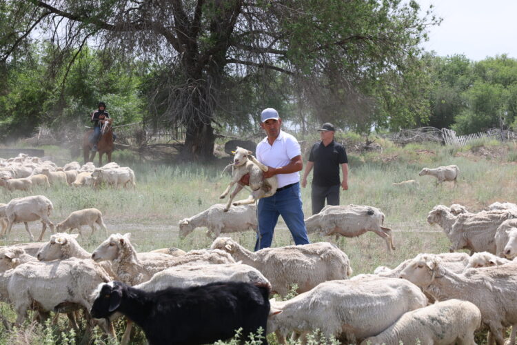 Жетісу провёл первый в стране конкурс «Үздік шопан»