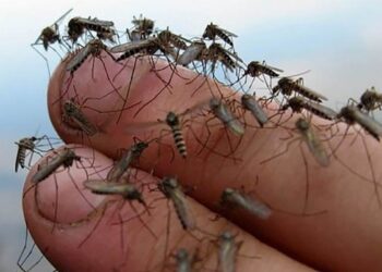 Борьбу с комарами усиливают в Жетiсу