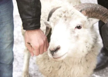 В Талдыкоргане определено место для проведения обряда жертвоприношения к Курбан айту