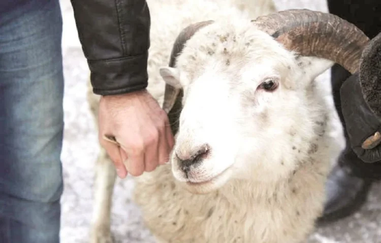 В Талдыкоргане определено место для проведения обряда жертвоприношения к Курбан айту