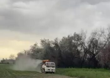 В Жетiсу продолжают обрабатывать поля от саранчи