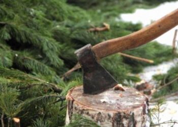 Наказание за вырубку деревьев ужесточили в Казахстане