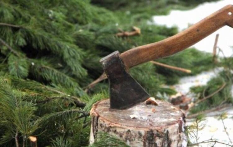Наказание за вырубку деревьев ужесточили в Казахстане