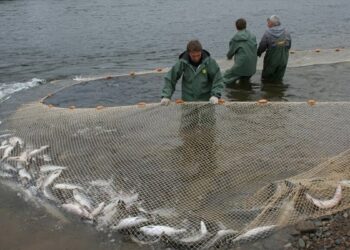 Рыболовство должно быть законным