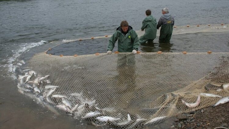 Рыболовство должно быть законным