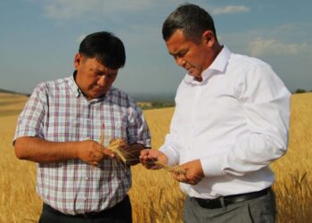 Мониторинг посевных площадей проведён в Коксуском районе