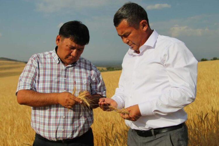 Мониторинг посевных площадей проведён в Коксуском районе