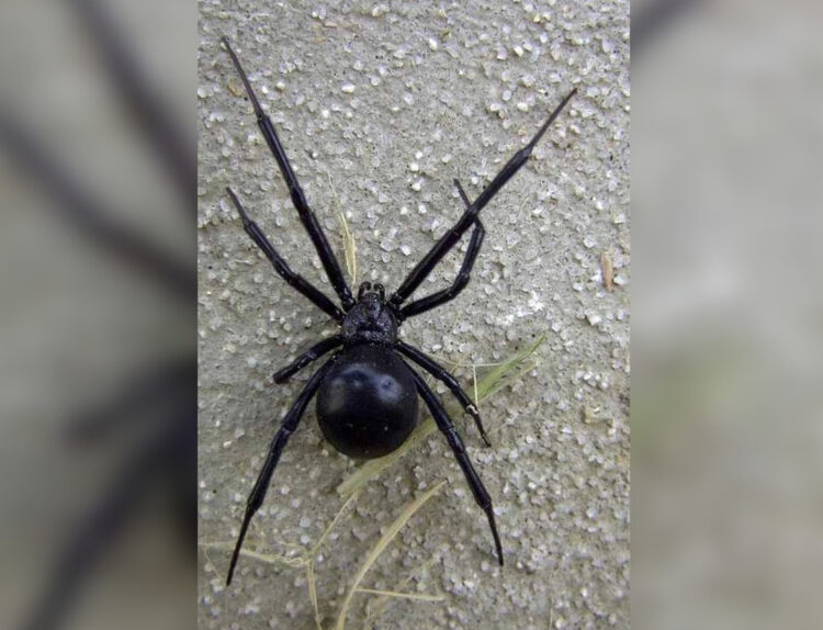 Жители Талдыкоргана обеспокоены нашествием каракуртов