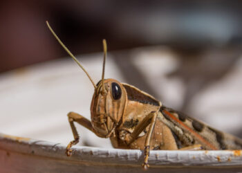 Борьба с саранчой в самом разгаре в Жетiсу