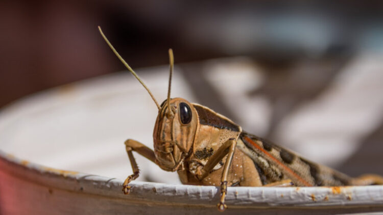 Борьба с саранчой в самом разгаре в Жетiсу
