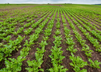 Погода диктует ритм полеводам в Саркане