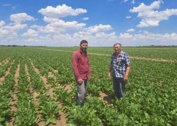 Труд каратальского свекловода: от поля до стола