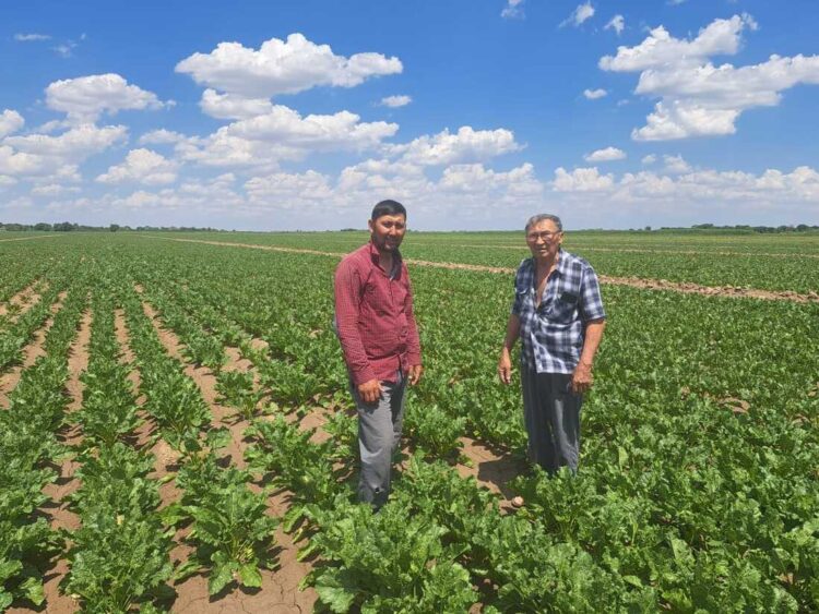 Труд каратальского свекловода: от поля до стола