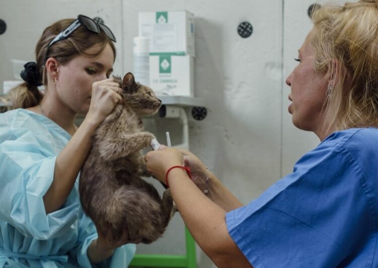 С заботой о братьях наших меньших