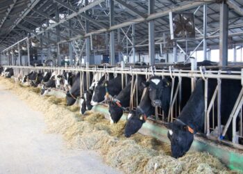 В Жетісу успешно реализуется Дорожная карта по развитию сельского хозяйства