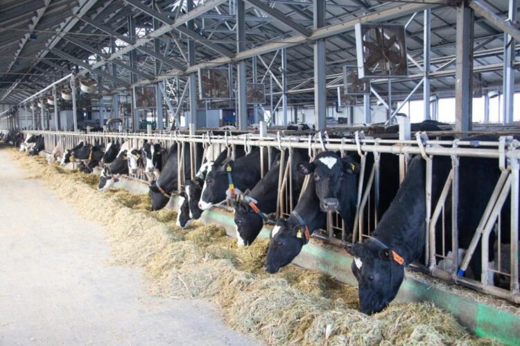 В Жетісу успешно реализуется Дорожная карта по развитию сельского хозяйства