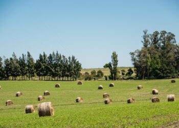 Каратальские фермеры активно заготавливают сено